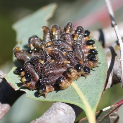 Perga sp. (genus) (Sawfly or Spitfire) at The Pinnacle - 29 Oct 2021 by AlisonMilton