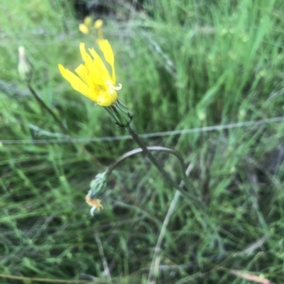 Microseris walteri (Yam Daisy, Murnong) at Flea Bog Flat, Bruce - 3 Nov 2021 by Dora