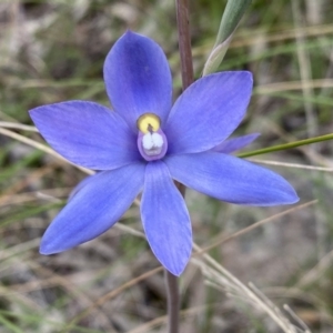 Thelymitra megcalyptra at Kambah, ACT - 3 Nov 2021