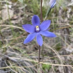 Thelymitra megcalyptra at Kambah, ACT - 3 Nov 2021