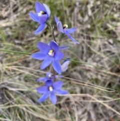 Thelymitra megcalyptra at Kambah, ACT - 3 Nov 2021