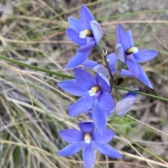 Thelymitra megcalyptra at Kambah, ACT - 3 Nov 2021