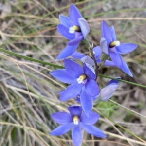 Thelymitra megcalyptra at Kambah, ACT - 3 Nov 2021