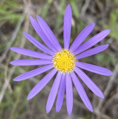 Unidentified Other Wildflower or Herb at Kambah, ACT - 3 Nov 2021 by Shazw