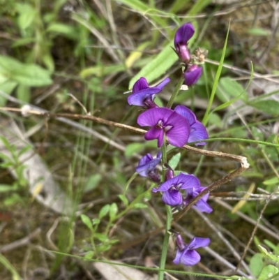 Swainsona recta (Small Purple Pea) at Mount Taylor - 3 Nov 2021 by Shazw