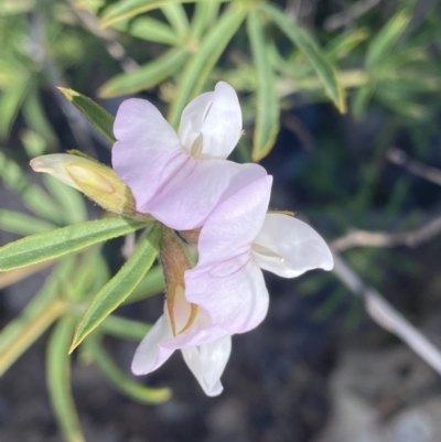 Lotus australis (Austral Trefoil) at Theodore, ACT - 3 Nov 2021 by Shazw