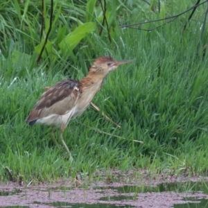 Ixobrychus dubius at Fyshwick, ACT - 4 Nov 2021