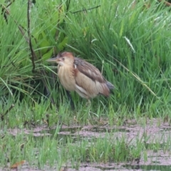 Ixobrychus dubius at Fyshwick, ACT - 4 Nov 2021