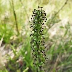 Acaena x ovina (Sheep's Burr) at Paddys River, ACT - 2 Nov 2021 by JohnBundock