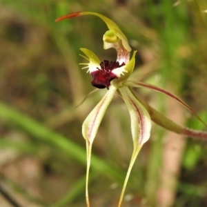 Caladenia parva at Paddys River, ACT - 3 Nov 2021