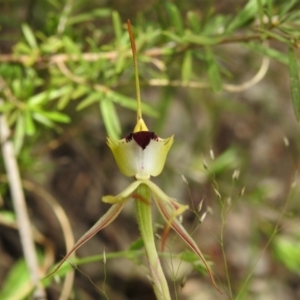 Caladenia parva at Paddys River, ACT - 3 Nov 2021