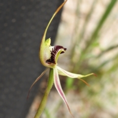 Caladenia parva at Paddys River, ACT - suppressed