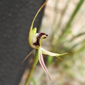 Caladenia parva at Paddys River, ACT - 3 Nov 2021