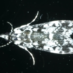 Scoparia exhibitalis (A Crambid moth) at Ainslie, ACT - 1 Nov 2021 by jb2602