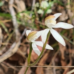 Caladenia moschata (Musky Caps) at Acton, ACT - 31 Oct 2021 by galah681