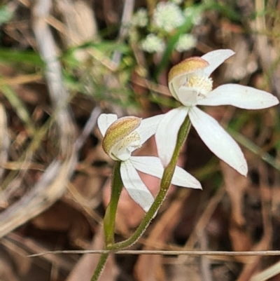 Caladenia moschata (Musky Caps) at Acton, ACT - 1 Nov 2021 by galah681