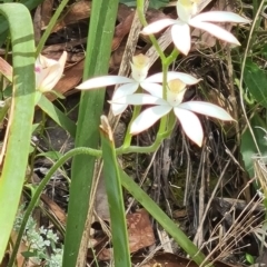 Caladenia moschata (Musky Caps) at Acton, ACT - 1 Nov 2021 by galah681