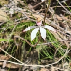 Caladenia moschata (Musky Caps) at Acton, ACT - 1 Nov 2021 by galah681