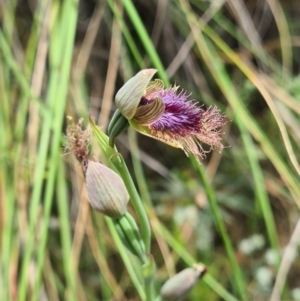 Calochilus platychilus at Acton, ACT - suppressed