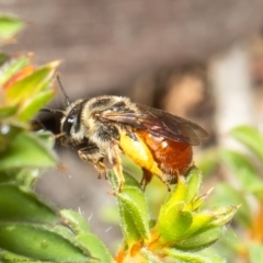 Leioproctus (Leioproctus) platycephalus at Aranda, ACT - 3 Nov 2021