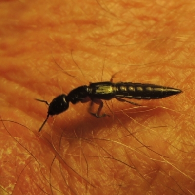 Staphylinidae (family) (Rove beetle) at Pollinator-friendly garden Conder - 22 Oct 2021 by michaelb