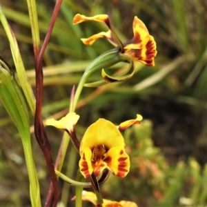 Diuris semilunulata at Paddys River, ACT - 3 Nov 2021