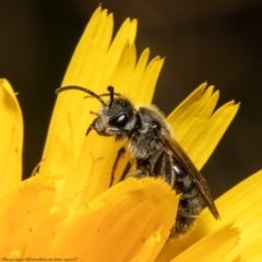 Lasioglossum (Chilalictus) lanarium (Halictid bee) at Acton, ACT - 1 Nov 2021 by Roger