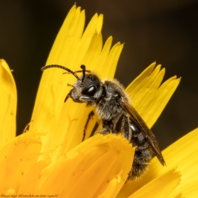 Lasioglossum (Chilalictus) lanarium (Halictid bee) at ANBG - 31 Oct 2021 by Roger