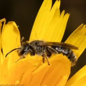 Lasioglossum (Chilalictus) lanarium at Acton, ACT - 1 Nov 2021 08:48 AM