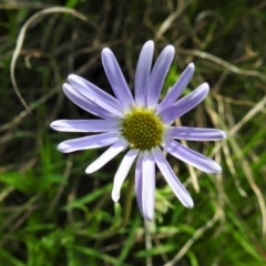 Calotis scabiosifolia var. integrifolia (Rough Burr-daisy) at Paddys River, ACT - 3 Nov 2021 by JohnBundock