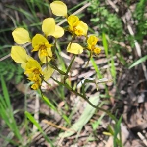 Diuris nigromontana at Molonglo Valley, ACT - 1 Nov 2021