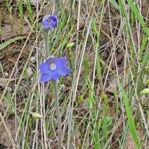 Thelymitra sp. at Molonglo Valley, ACT - suppressed