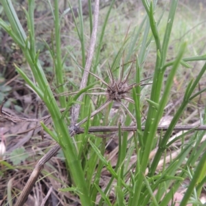 Eryngium ovinum at Theodore, ACT - 11 Oct 2021