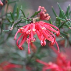 Grevillea juniperina subsp. villosa at Mongarlowe, NSW - 3 Nov 2021 by LisaH