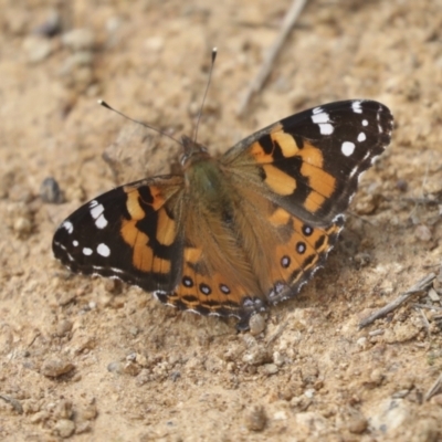 Vanessa kershawi (Australian Painted Lady) at Hawker, ACT - 30 Oct 2021 by AlisonMilton