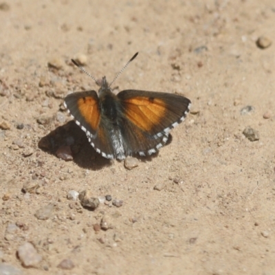 Lucia limbaria (Chequered Copper) at Hawker, ACT - 30 Oct 2021 by AlisonMilton