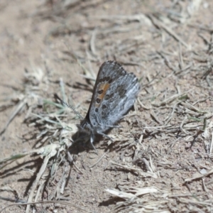 Lucia limbaria at Hawker, ACT - 30 Oct 2021 01:03 PM