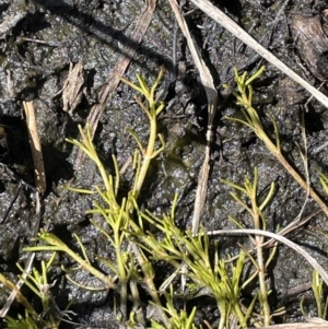 Myriophyllum lophatum/pedunculatum at suppressed - 1 Nov 2021