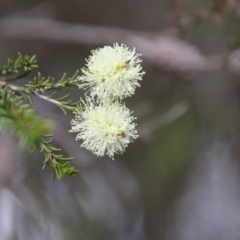 Melaleuca parvistaminea (Small-flowered Honey-myrtle) at Mongarlowe River - 2 Nov 2021 by LisaH