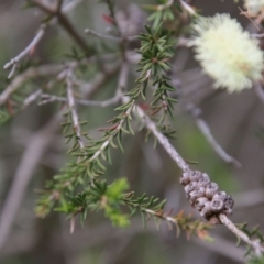 Melaleuca parvistaminea at Mongarlowe, NSW - suppressed