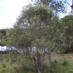 Melaleuca parvistaminea at Mongarlowe, NSW - 2 Nov 2021