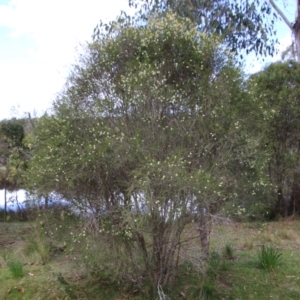 Melaleuca parvistaminea at Mongarlowe, NSW - suppressed