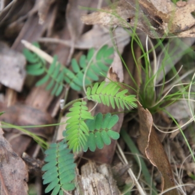 Acacia sp. (A Wattle) at Mongarlowe, NSW - 3 Nov 2021 by LisaH