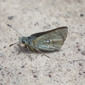 Trapezites luteus at Hawker, ACT - 30 Oct 2021