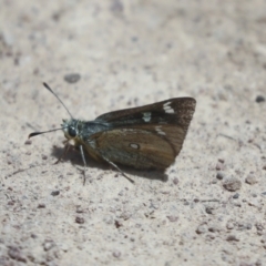 Trapezites luteus at Hawker, ACT - 30 Oct 2021