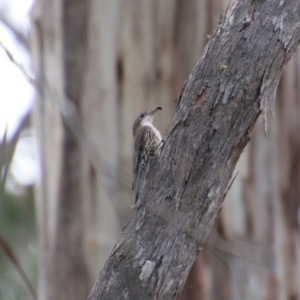 Cormobates leucophaea at Mongarlowe, NSW - suppressed