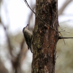 Cormobates leucophaea at Mongarlowe, NSW - suppressed