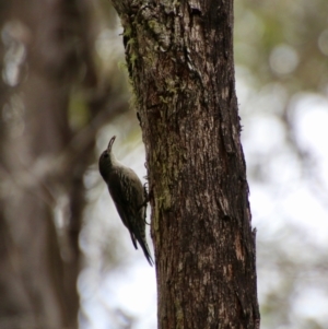 Cormobates leucophaea at Mongarlowe, NSW - suppressed