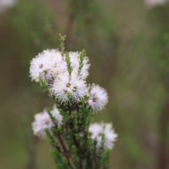 Kunzea parvifolia (Violet Kunzea) at Mongarlowe River - 3 Nov 2021 by LisaH