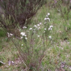 Kunzea parvifolia at Mongarlowe, NSW - 3 Nov 2021